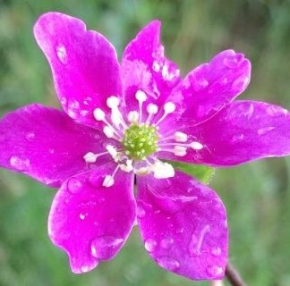 Harilik sinilill 'Pink Forest'