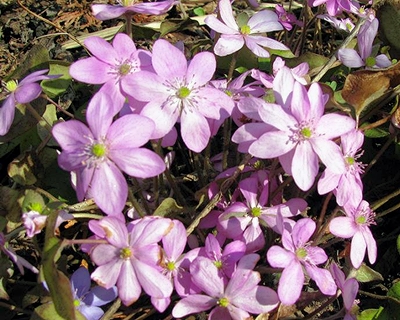 10037.2.jpg Harilik sinilill 'Pink Forest'