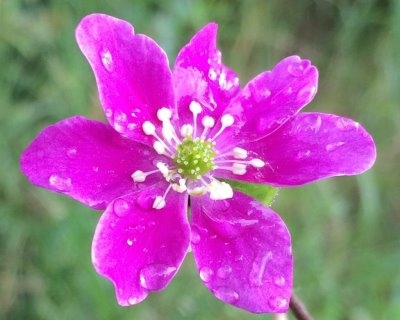 10037.jpg Harilik sinilill 'Pink Forest'