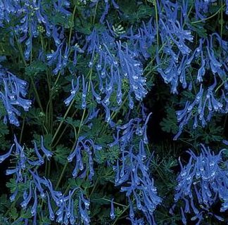 Sinine lõokannus 'Blue Panda'