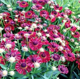 Aedheleenium 'Ranchera'®