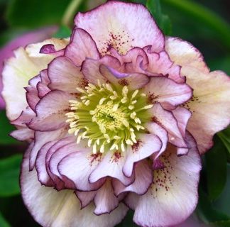 Aed-lumeroos 'Double Ellen Picotee'