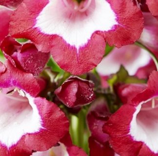 Aed-peekerlill 'Pentastic Red'